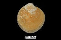 藏品(環文蛤(赤嘴仔))的圖片